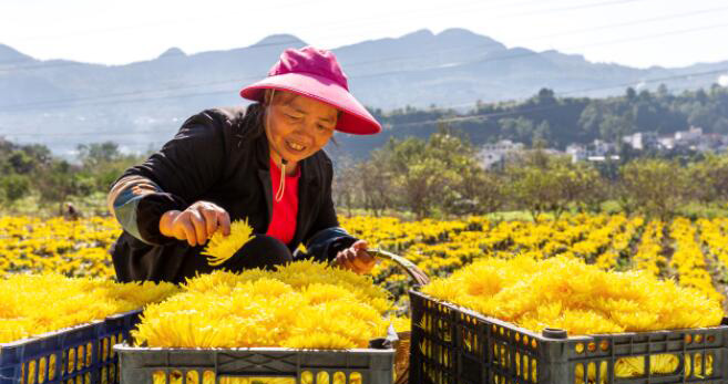 金絲皇菊の栽培で農業と観光業の融合・発展目指す　貴州省