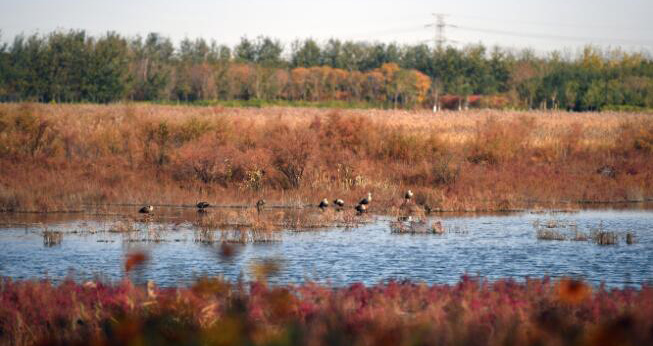天津の湿地公園、かつての荒れ地が鳥の生息地に