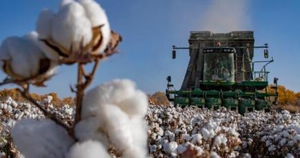 綿花の主産地で収穫真っ盛り　新疆ウイグル自治区