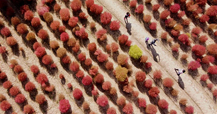 真っ赤なじゅうたん、世紀公園でコキアが見頃に　上海市