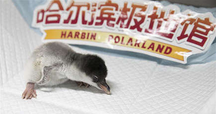 ハルビン極地館でヒゲペンギンの赤ちゃん誕生　黒竜江省