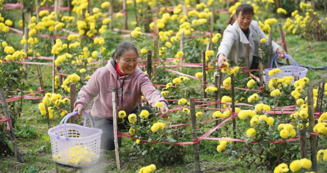 収入増もたらす高山皇菊、南昌市で収穫　江西省