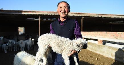 羊産業の現代化が加速　寧夏回族自治区塩池県