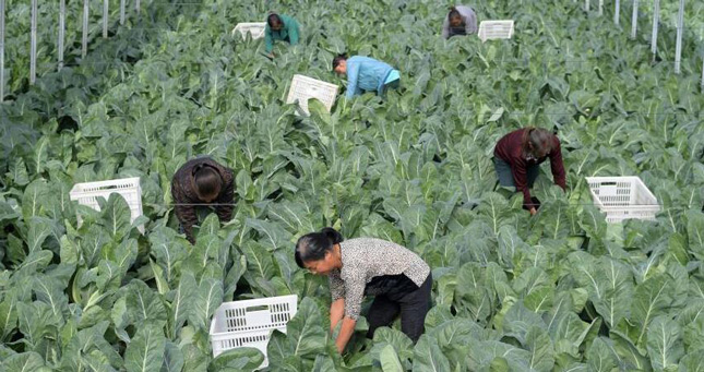 野菜栽培で暮らし豊かに　貴州省玉屏トン族自治県