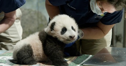米で生まれたパンダの赤ちゃん、名前は「小さな奇跡」に決定