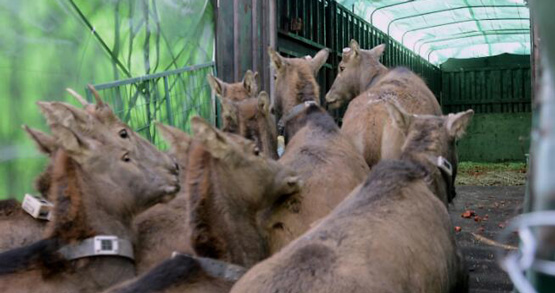 シフゾウ１０頭、洞庭湖に向け出発　北京市