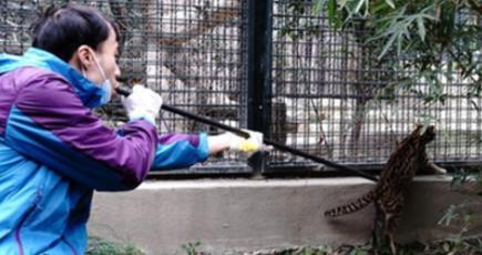 上海動物園で動物たちに予防接種