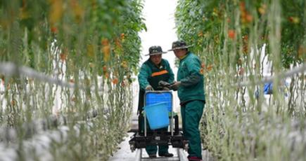 現代的な循環型農業で住民の増収後押し　甘粛省蘭州新区