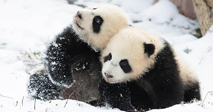 雪の上を転げ回るパンダ、冬を満喫　四川省