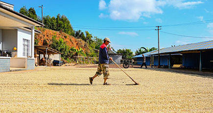 コーヒー豆の収穫と天日干しに大忙し　雲南省