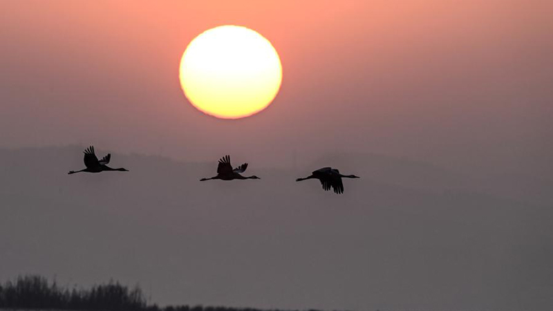 美しく舞うオグロヅル、越冬で飛来　貴州省畢節市