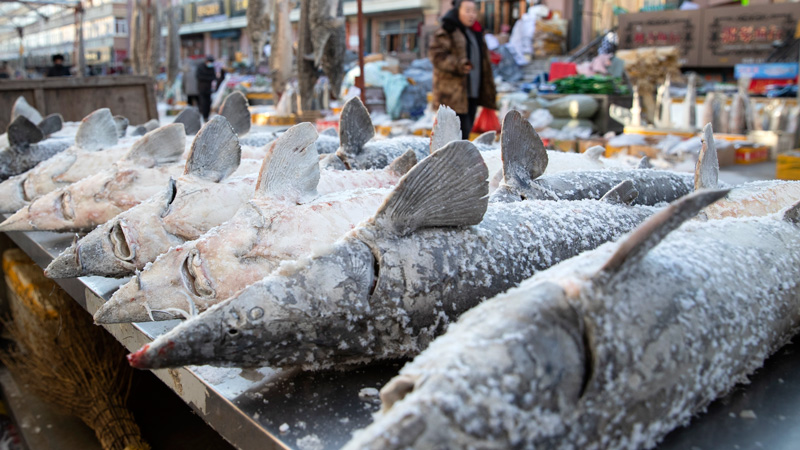 極寒を体験、百年の歴史持つ魚市場を訪ねて　黒竜江省