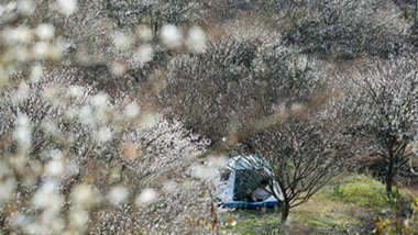 福建省永泰県で梅の花が見頃