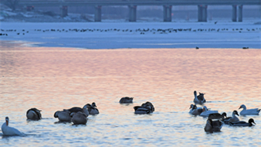 厳冬の川面で羽ばたく鳥たち　遼寧省瀋陽市