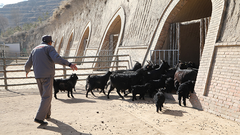 洞穴式住居の活用で飼育コスト削減を後押し　甘粛省鎮原県