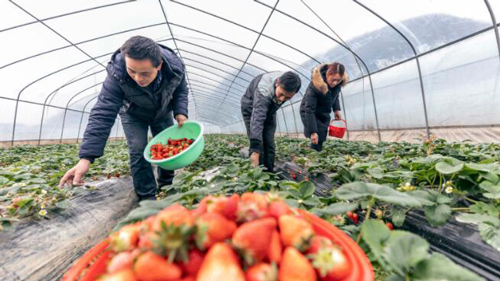 イチゴの収穫が最盛期迎える　貴州省黔西県