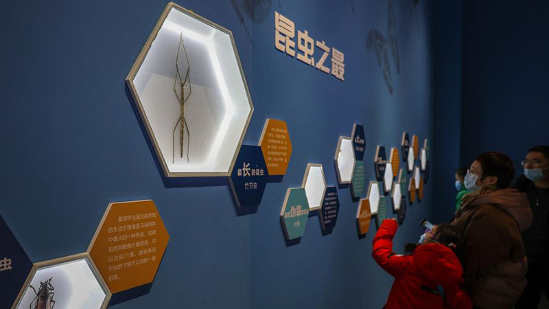 山東博物館で世界の珍しい昆虫標本を集めた展覧会