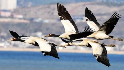 渡り鳥たちの楽園、草海国家級自然保護区　貴州省