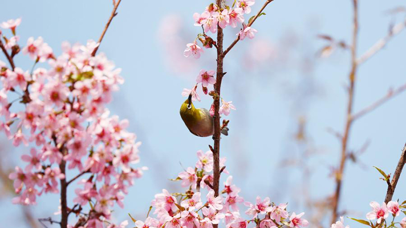 泉州の開元寺で桜が満開　福建省