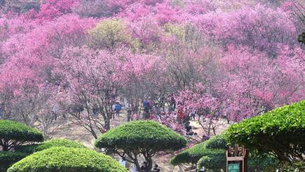 南寧市で桜が見頃　広西チワン族自治区