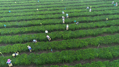早春の茶摘みが最盛期　海南省白沙リー族自治県
