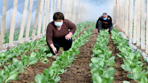 中国各地で農作業始まる、二十四節気「雨水」控え
