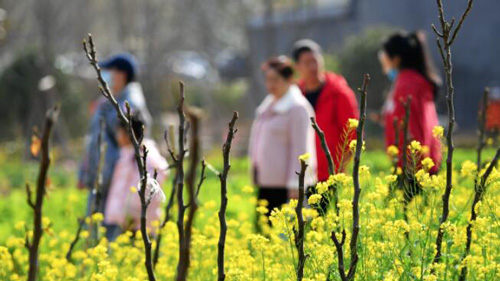 春節を鮮やかに彩る菜の花畑　福建省福州市