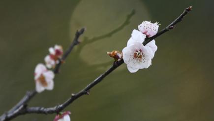 西渓国家湿地公園の梅の花が見頃　浙江省杭州市