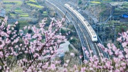 満開の花々の間を駆け抜ける高速鉄道　貴州省
