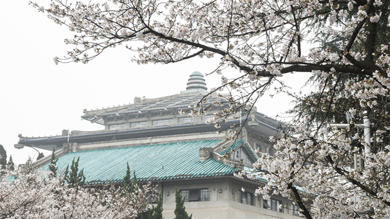 武漢大学で桜が満開、花見客の受け入れ始まる
