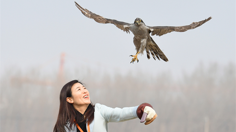 瀋陽鳥島で猛禽類を放鳥　遼寧省瀋陽市