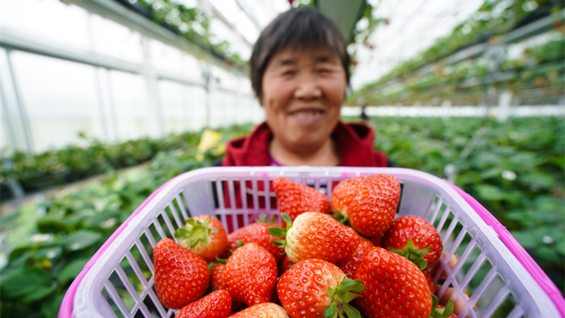 農家に富をもたらすイチゴ栽培　江蘇省南京市