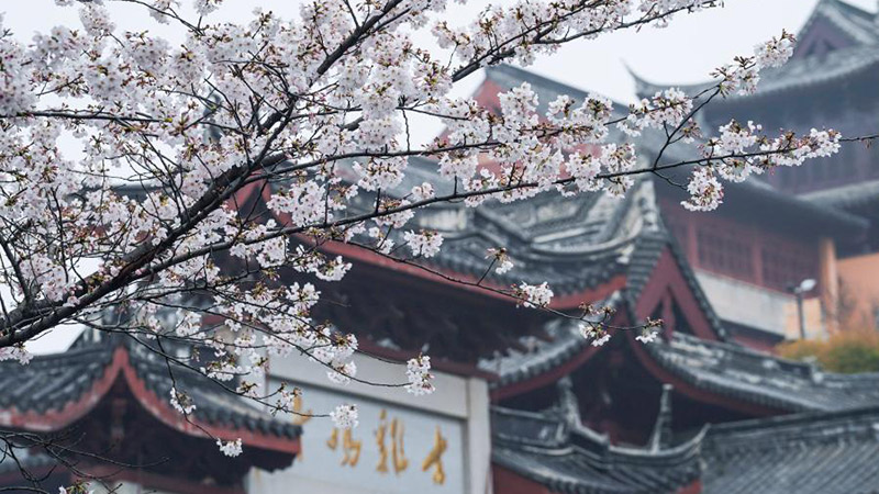 南京市で桜満開、花見客でにぎわう　江蘇省
