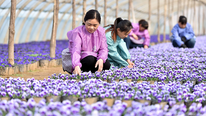 発展の道を歩み続ける邢台市の花卉産業　河北省