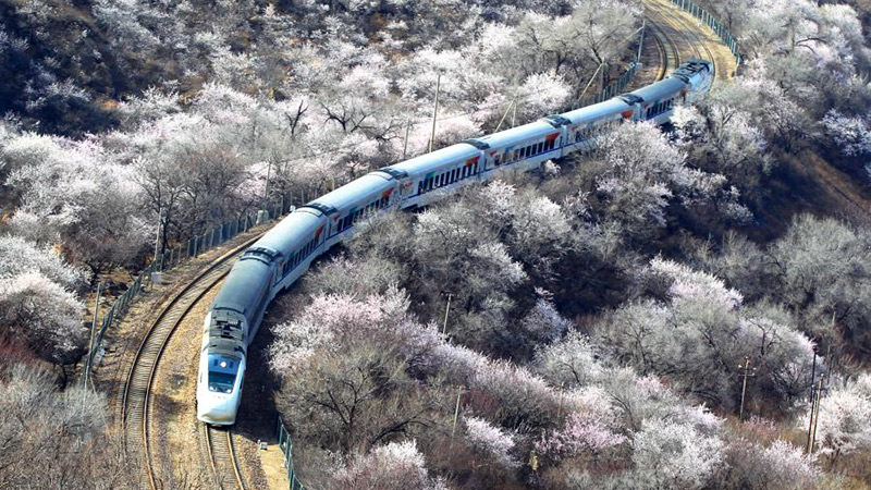 花の海を走る列車　北京市