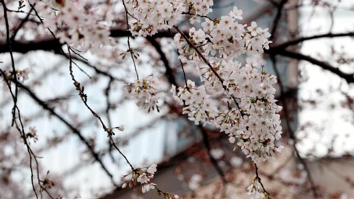 陸家嘴で桜が見頃　上海市