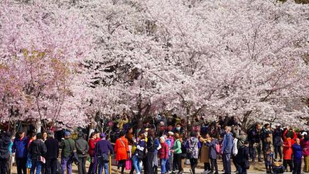 玉淵潭公園で桜が満開に　北京市