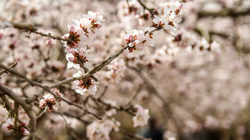 春本番、公主府公園に咲き誇る桃の花　内モンゴル自治区