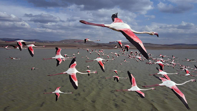 モーガン湖にフラミンゴの群れが飛来　トルコ