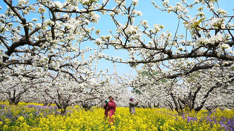 ナシ畑で摘花作業進む　河北省晋州市
