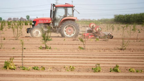 中医薬材料の栽培で農家の増収を促進　河北省邢台市
