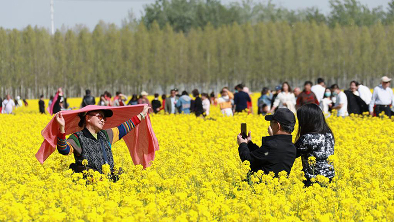 「花見経済」で農村振興を後押し　河北省固安県