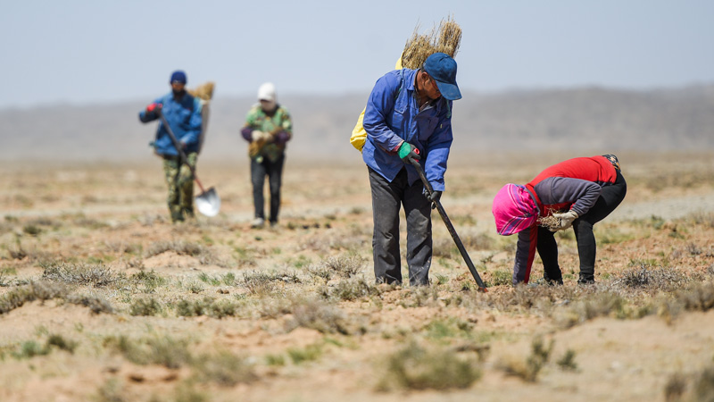 ゴビ砂漠で植樹、砂漠化対策進む　内モンゴル自治区