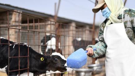 牧草栽培と乳牛飼育を結び付けた「牛経済」を推進　河北省唐山市