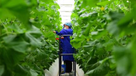 新疆南部で野菜栽培の発展が加速　新疆カシュガル地区