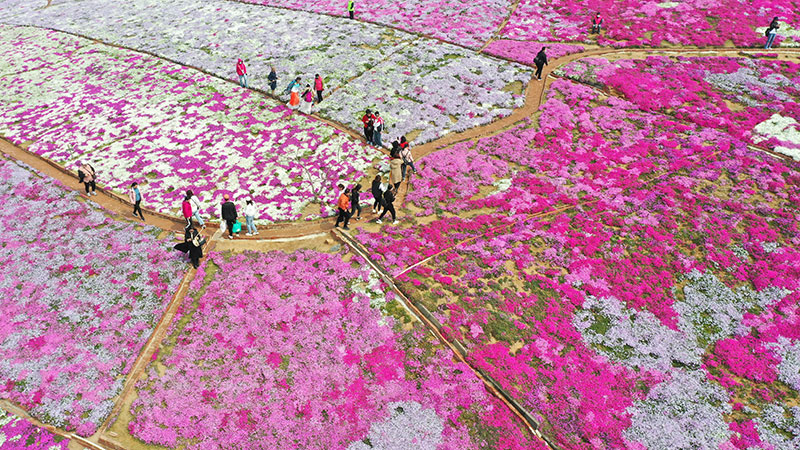 咲き乱れるシバザクラが人々を魅了　河北省遷西県