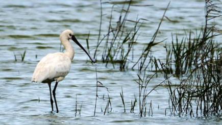渡り鳥の楽園、閩江河口湿地を訪ねて　福建省福州市