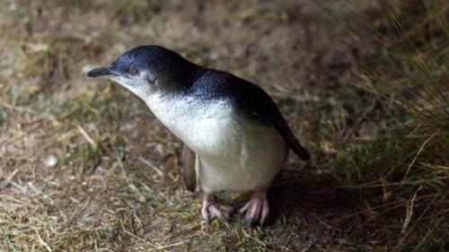 暗闇をよちよち　家路を急ぐコガタペンギン　ＮＺ
