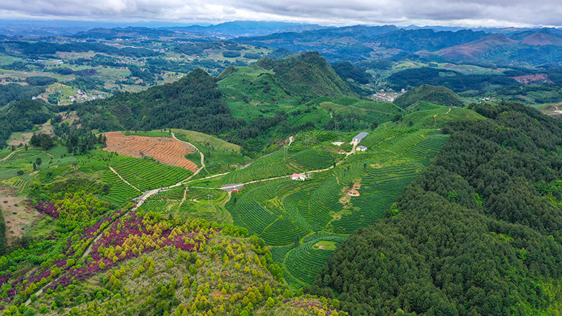 雨上がりの緑が美しい貴州省の茶畑