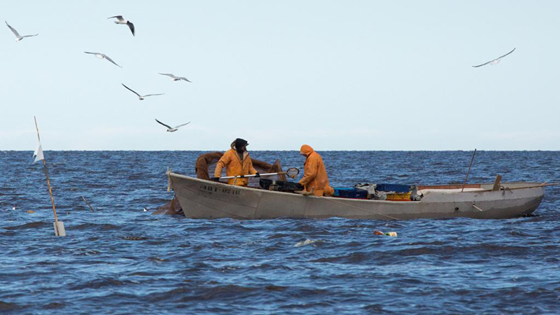 ロシア・ラドガ湖でキュウリウオ漁始まる